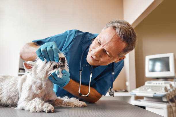 Best Emergency Dentist for Special Needs Patients in Winter Gardens, CA